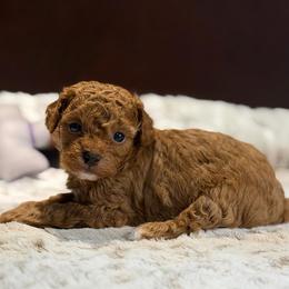 Henrik - Red  male Poodle puppy in Davie, Florida from Dave Poodles