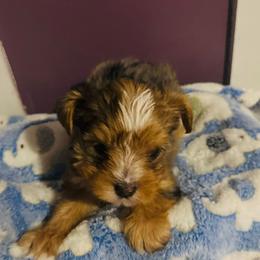Boy 2 - Parti male Yorkshire Terrier puppy in Ohio from Britt n Cindys Yorkshire Terriers