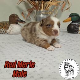 Nike - Red merle male Miniature Australian Shepherd puppy in Jaroso, Colorado from Heaven Sent Aussies