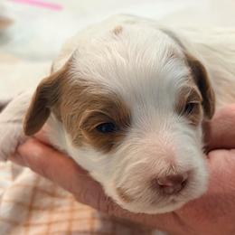 Jake - White male Cavapoo puppy in Pasco, Washington from Beth's Cavapoos