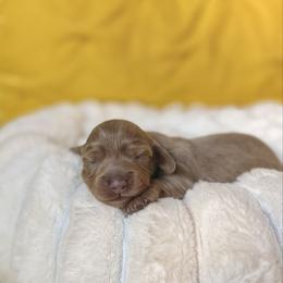 Lady Liberty - Fawn (isabella) and tan female Dachshund puppy in Austin, Texas from Duchess Daphne's Doxie Empire