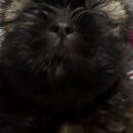 Boy4 - Brindle and white male Shih Tzu puppy in Kingsland, Georgia from Shih-Tzu Puppy Dynasty