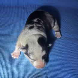 Chip - Blue merle and white male American Corgi puppy in Nortonville, Kansas from Low Riders Corgis & Mini Aussies