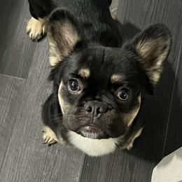 Sugar - French Bulldog