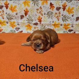 Chelsea - Ruby female Cavalier King Charles Spaniel puppy in Rochelle, Illinois from Lakeview Cavaliers
