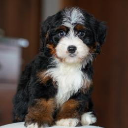 Olive - Tri-color female Bernedoodle puppy in Dundee, Ohio from Down Home Doodle