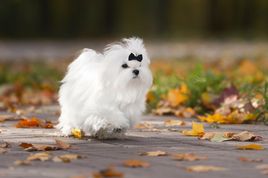 A well-groomed Maltese trots in the autumn leaves