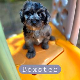 Boxster - male Cavapoochon puppy in Bullard, Texas from Cavapoochon Central LLC