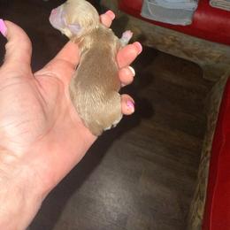 Mars - Silver and white female Chihuahua puppy in Dime Box, Texas from Color Me Crazy Chihuahuas
