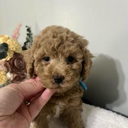 Boy 2 light blue collar - Red  male Poodle puppy in Johnson City, Tennessee from Northeast TN Standard and Mini/Toy Poodles