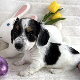Black White piebald - Piebald female Dachshund puppy in Mineral Wells, Texas from Chilidog Dachshunds