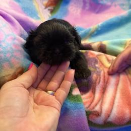 Cooper - Black male Shih Tzu puppy in Fort Myers, Florida from Donna's Puppies