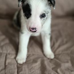 Australian Cattle Dog and Border Collie Puppies from 3R Ranch / Australian cattle dogs