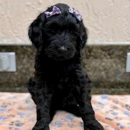 Mocha - Black female Goldendoodle puppy in Miami, Florida from Jade’s Paws & Co. Of Miami LLC