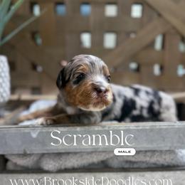 Scramble - Blue merle male Bernedoodle puppy in Temecula, California from Brookside Bernedoodles
