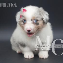American Corgi and Pembroke Welsh Corgi Puppies from Magnolia Creek Corgis