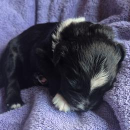 Ian - Black tri-color male Australian Shepherd puppy in Harrodsburg, Kentucky from Triple M Aussies