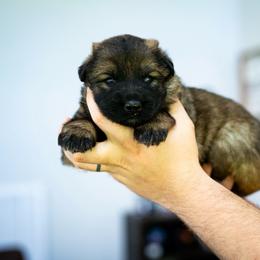Blue collar - Sable female German Shepherd puppy in Portland, Tennessee from Howixx German Shepherds