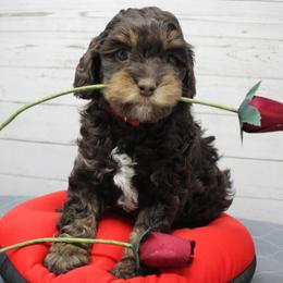 Red collar  Tango - Chocolate male Australian Labradoodle puppy in Provo, Utah from EllsWORTH Labradoodles LLC