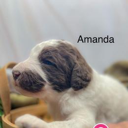 Amanda - Parti female Poodle puppy in Greenville, North Carolina from Grace Poodles