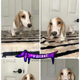 Yellow collar - Piebald female Dachshund puppy in Turlock, California from Vibrant Dachshunds