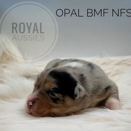 Opal - Blue merle female Australian Shepherd puppy in Petersburg, Indiana from Royal Aussie’s