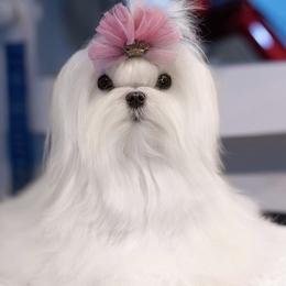 Maltese puppies from Top Shepherd - Snow Angels Bichon Frisé, Maltise, toy Poodles.