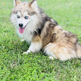 Tito - Pomsky