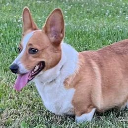 Pembroke Welsh Corgis from Ruchs Corgis