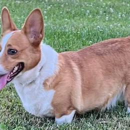 Pembroke Welsh Corgis from Ruchs Corgis
