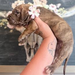 Parmasian - Chocolate brindle female Great Dane puppy in Lehigh Acres, Florida from Florida Wrinkles