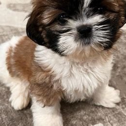 Shihpoo and Shih Tzu Puppies from Fuller Shih Tzus