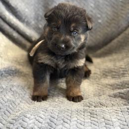Fara - Black and red female German Shepherd puppy in Medical Lake, Washington from Nine Realms German Shepherds