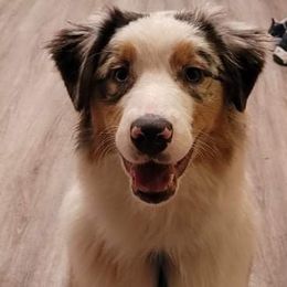 Australian Shepherds from Goldline Australian Shepherds