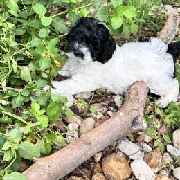 Gala - Black and chalk Australian Labradoodle puppy in Round Rock, Texas from North Austin Labradoodles