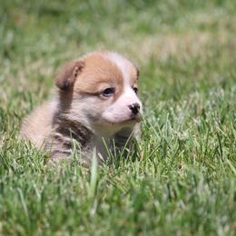 Bucky - Red male Pembroke Welsh Corgi puppy in Fort Madison, Iowa from Bellwether Acres