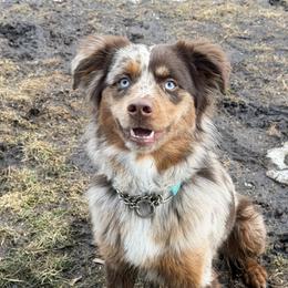 Nash - Miniature Australian Shepherd