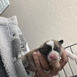 Girl 2 - Black and tan female Pembroke Welsh Corgi puppy in Chino Valley, Arizona from Blecker Kennel