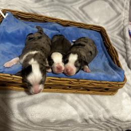Miniature Australian Shepherd and Toy Australian Shepherd Puppies from Cherry Grove Kennel