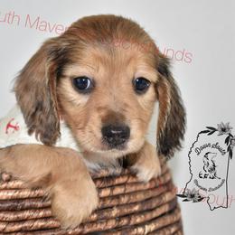 Shaded red dapple - Dapple male Dachshund puppy in Seminary, Mississippi from Down South Mavericks Dachshunds