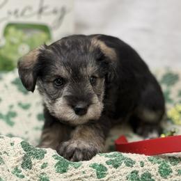 Red collar - Salt and pepper male Miniature Schnauzer puppy in Teton County, Montana from East Front Labradors & Treasure State Schnauzers