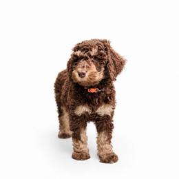 Truffle - Chocolate female Labradoodle puppy in Elizabethtown, Kentucky from Reddy Poodles & Doodles