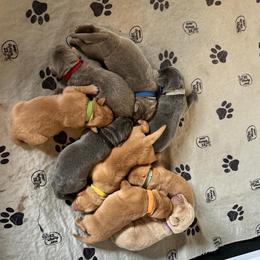 Aqua collar - Fox red male Dilute Retriever puppy in Douglass, Kansas from JP Kennels, LLC