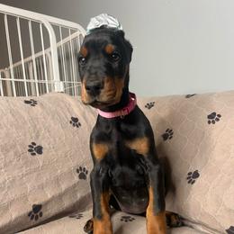 Pink - Black and rust female Doberman Pinscher puppy in Muskegon, Michigan from HillStone Dobermans