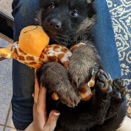 German Shepherd Puppies from Valley Shepherds LLC