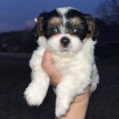 Mal-Shi, Maltese, and Maltipoo Puppies from Joy-fur puppies