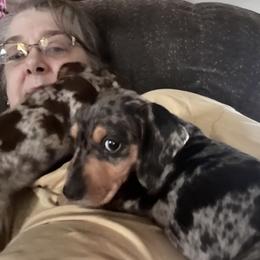Dachshund Puppies from The Weenie Herd Mom