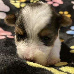 Morkie, Yorkipoo, and Yorkshire Terrier Puppies from Danza Bolo