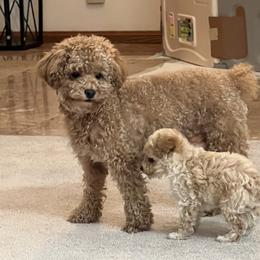 Poodle Puppies from ItalianToyPoodles