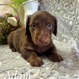 Adam - Chocolate and tan male Dachshund puppy in Aiken, South Carolina from State Eight Dachshunds